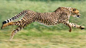 Top 12 Fastest Land Animals in the World 2020 - Firespeedy.com